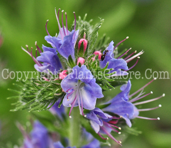 PGC-P-Echium-vulgare-aka-Blueweed-513-1