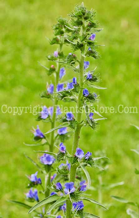 PGC-P-Echium-vulgare-aka-Blueweed-513-3