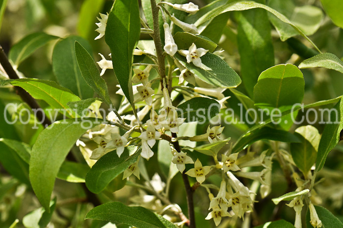 PGC-S-Eleagnus-umbellata-aka-Autumn-Olive-1