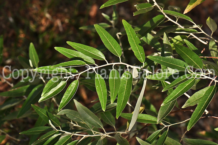 PGC-T-Elaeagnus-angustifolia-10-MSU-2011-4