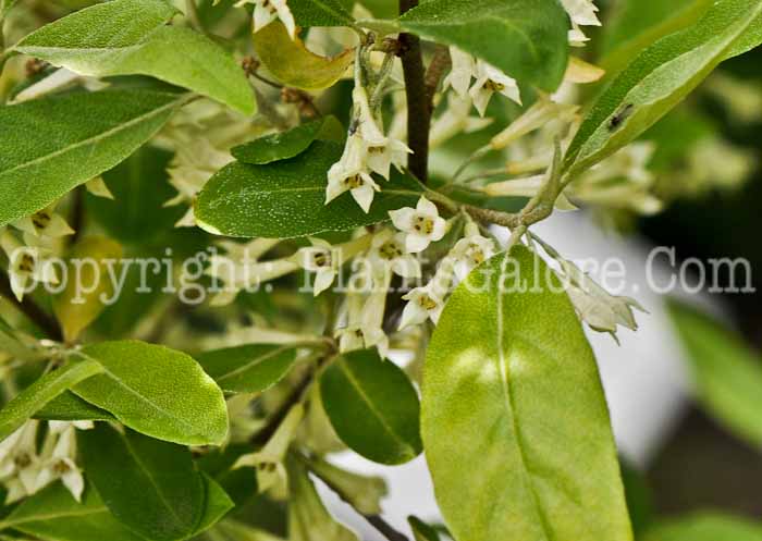 PGC-S-Eleagnus-umbellata-aka-Autumn-Olive-2