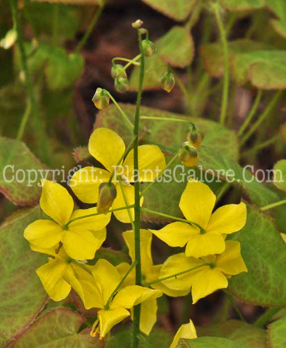PGC-P-Epimedium-pinnatum-aka-Golden-Fleece-2