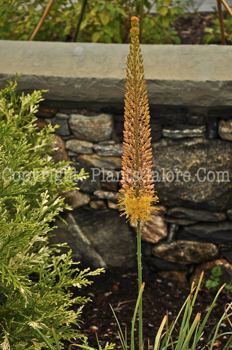 PGC-B-Eremurus-elwesii-aka-Foxtail-Lily-001