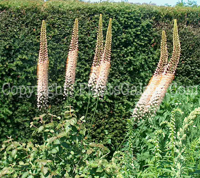 PGC-B-Eremurus-stenophyllus-aka-Foxtail-Lily-1