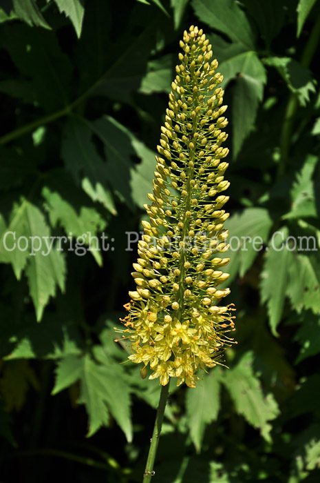PGC-B-Eremurus-stenophyllus-aka-Foxtail-Lily-2