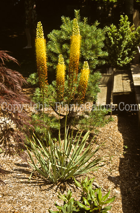 PGC-B-Eremurus-stenophyllus-aka-Foxtail-Lily-3