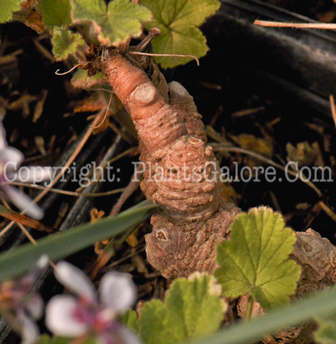 PGC-P-Eremurus-himallacus-aka-Foxtail-Lily-1