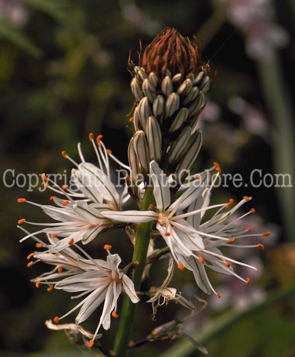 PGC-P-Eremurus-himallacus-aka-Foxtail-Lily-2