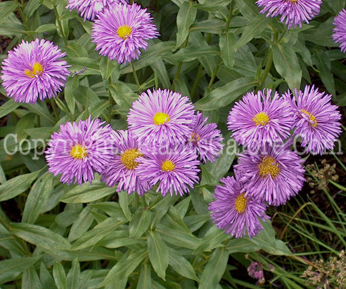 PGC-P-Erigeron-Adria-aka-Fleabane-2010-01