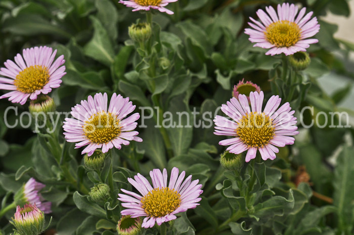 PGC-P-Erigeron-Sea-Breeze-aka-Fleabane-01