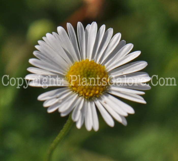 PGC-P-Erigeron-karvinskianus-Profusion-aka-Fleabane--003