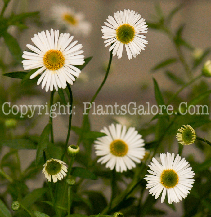 PGC-P-Erigeron-karvinskianus-Profusion-aka-Fleabane-01