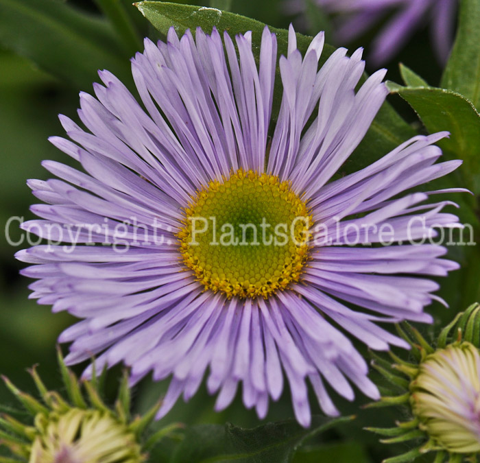 PGC-P-Erigeron-pinnatisectus-Prosperity-aka-Fleabane-001
