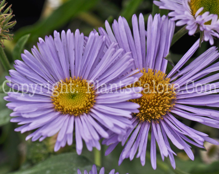PGC-P-Erigeron-pinnatisectus-Prosperity-aka-Fleabane-1