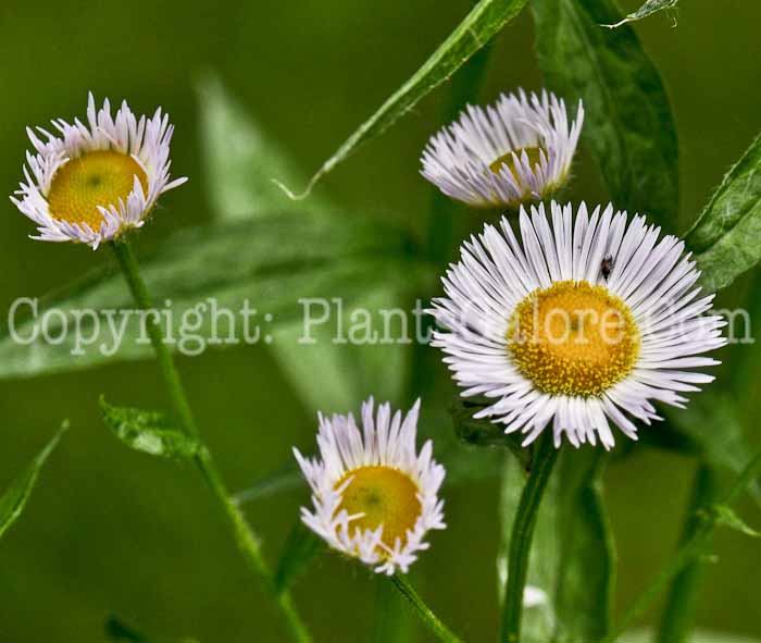 PGC-A-Erigeron-annuus-05-12-9-1