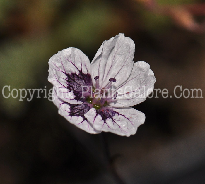 PGC-P-Erodium-cheilanthifolium-aka-Storksbill-1