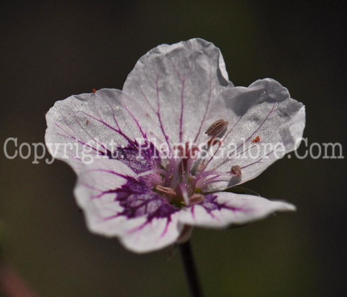 PGC-P-Erodium-cheilanthifolium-aka-Storksbill-3