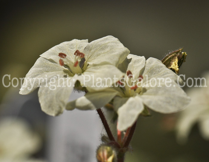 PGC-P-Erodium-chrysanthum-aka-Herons-Bill-1