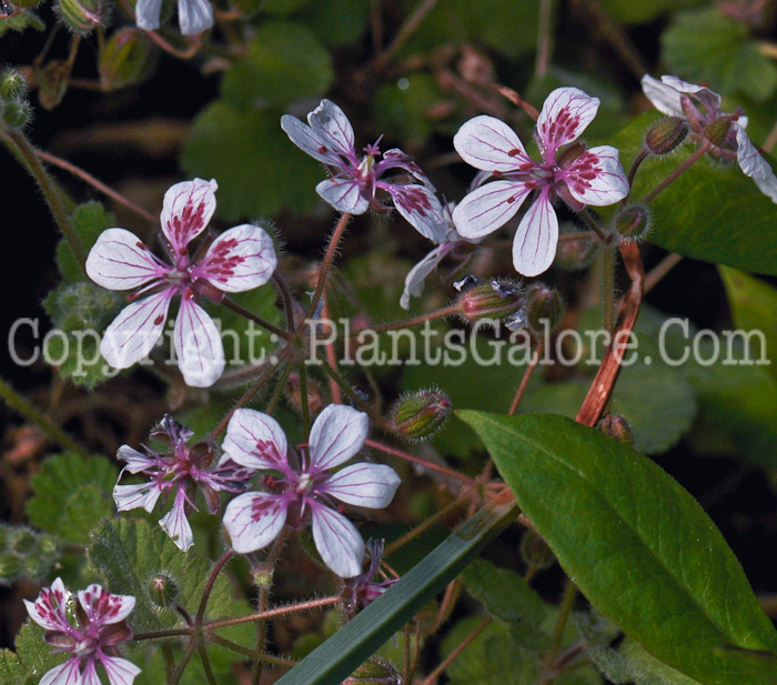 PGC-P-Erodum-pelargonifolium-aka-Herons-Bill-1