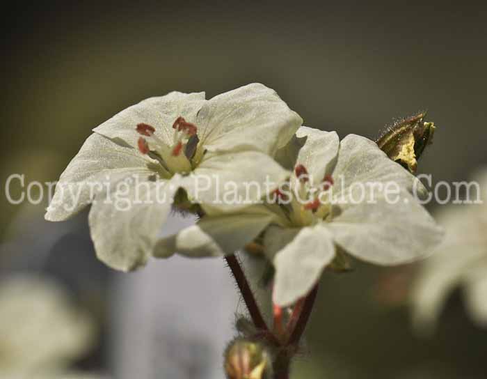 PGC-P-Erodium-chrysanthum-aka-Herons-Bill-1