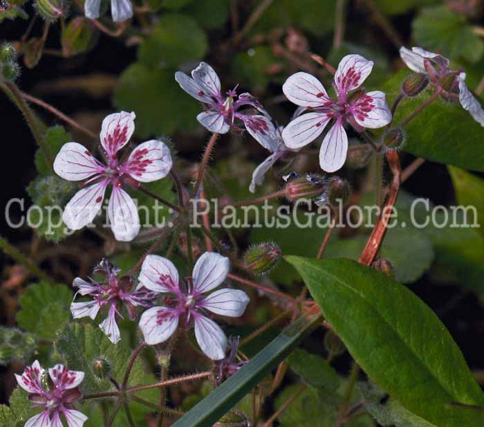 PGC-P-Erodum-pelargonifolium-aka-Herons-Bill-1