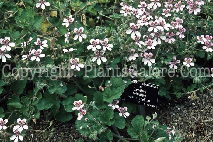 PGC-P-Erodum-pelargonifolium-aka-Herons-Bill-2