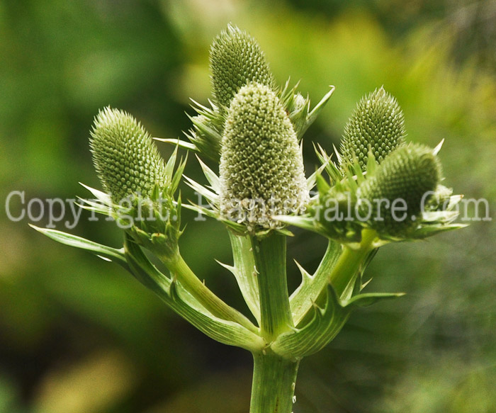 PGC-P-Eryngium-agavifolium-aka-Sea-Holly-1