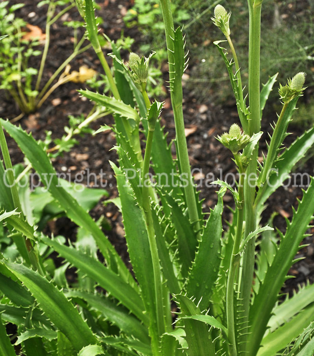 PGC-P-Eryngium-agavifolium-aka-Sea-Holly-2