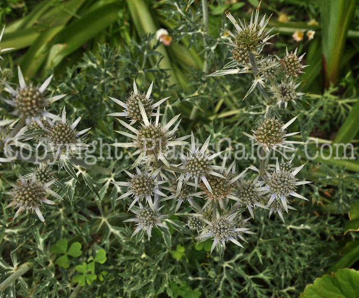 PGC-P-Eryngium-bourgatii-aka-Sea-Holly-1