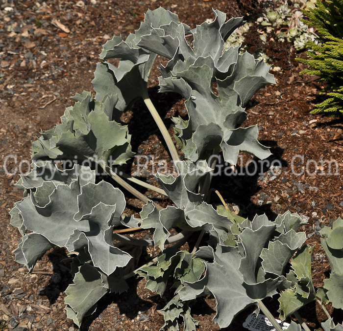 PGC-P-Eryngium-maritimum-aka-Sea-Holly-1