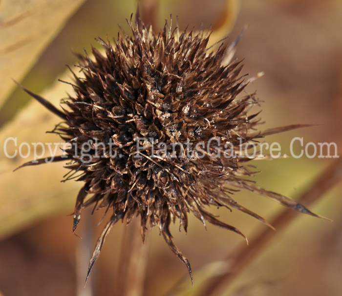PGC-P-Eryngium-yuccifolium-aka-Rattlesnake-Master-1