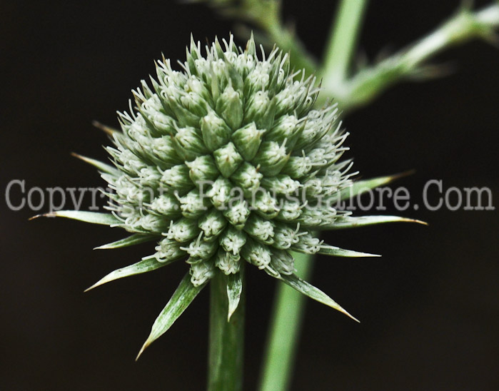 PGC-P-Eryngium-yuccifolium-aka-Rattlesnake-Master-3