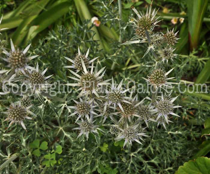 PGC-P-Eryngium-bourgatii-aka-Sea-Holly-1