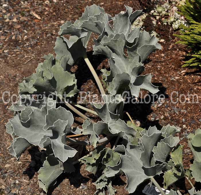 PGC-P-Eryngium-maritimum-aka-Sea-Holly-1
