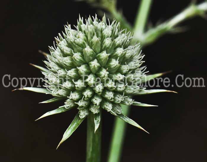 PGC-P-Eryngium-yuccifolium-aka-Rattlesnake-Master-3