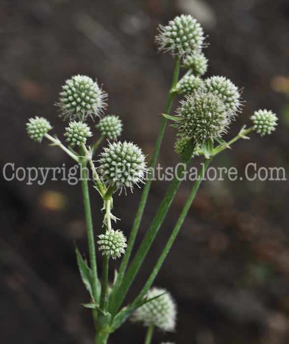 PGC-P-Eryngium-yuccifolium-aka-Rattlesnake-Master-4
