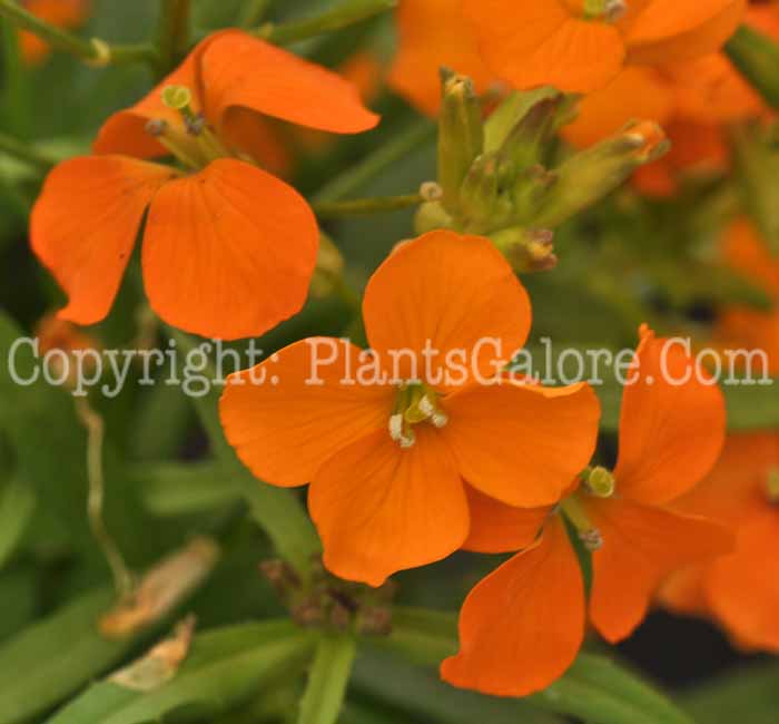 PGC-P-Erysimum-Orange-Bedder-05-2012-2