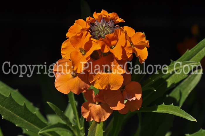 PGC-P-Erysimum-Apricot-Twist-05-2012-03