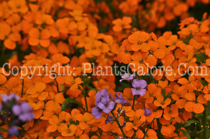 PGC-P-Erysimum-cheiri-aka-Common-Wallflower-2