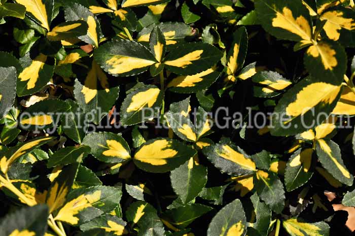 PGC-S-Euonymus-fortunei-Moonshadow-03