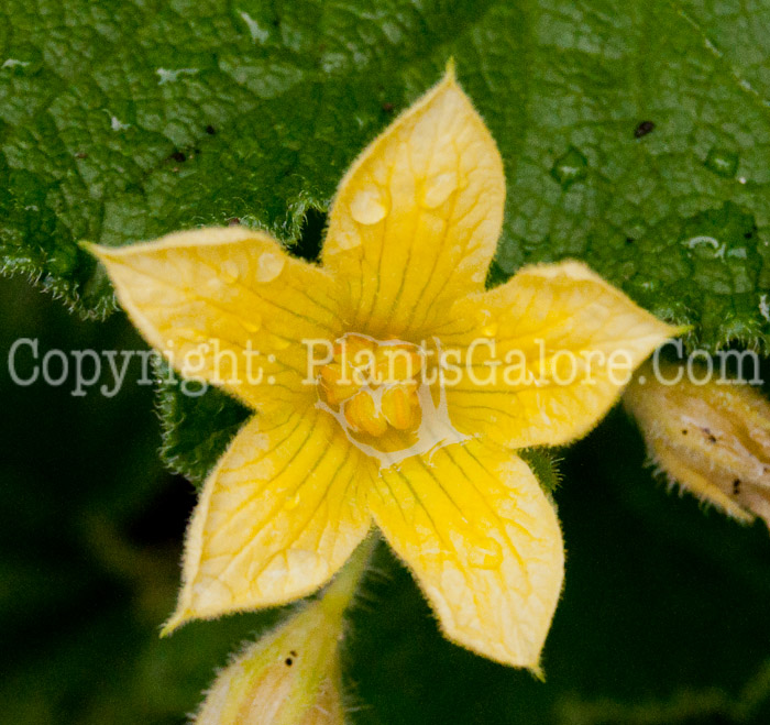 PGC-P-Ecballium-elaterium-aka-Squirting-Cucumber-flower-3