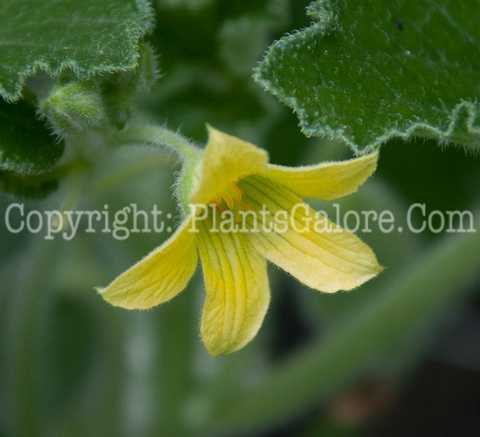 PGC-P-Ecballium-elaterium-aka-Squirting-Cucumber-flower-4