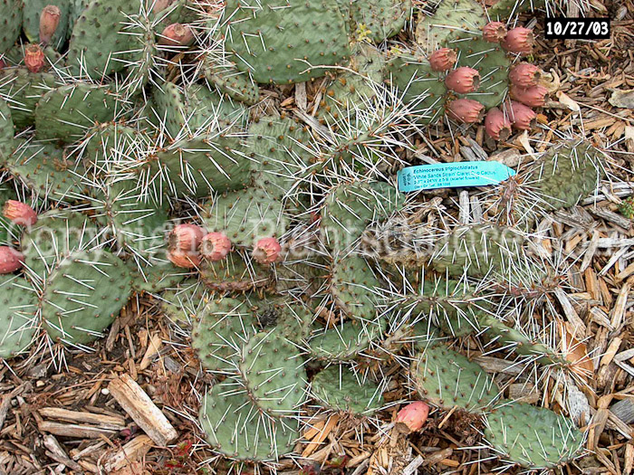 PGC-P-Echinocereus-triglochidatus-aka-Hedgehog-Cactus-10