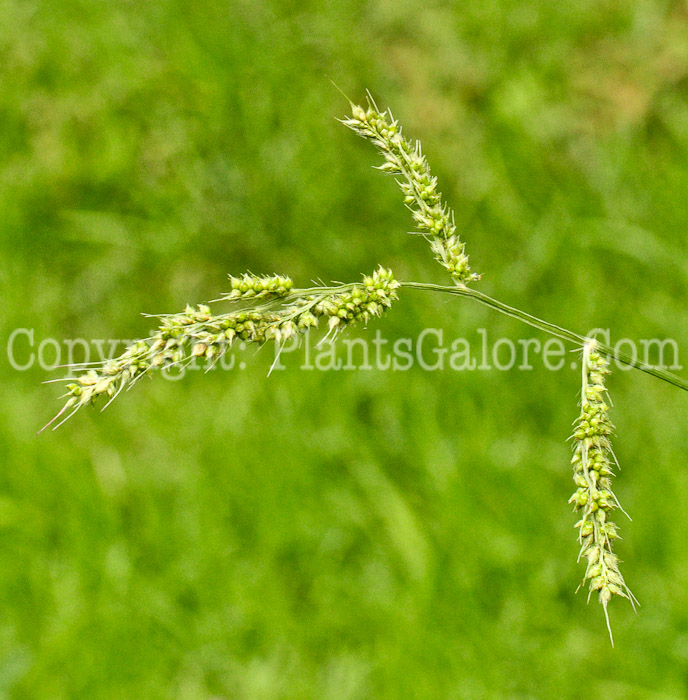 PGC-G-Echinochloa-crusgalli-aka-Barnyard-Grass-713-1