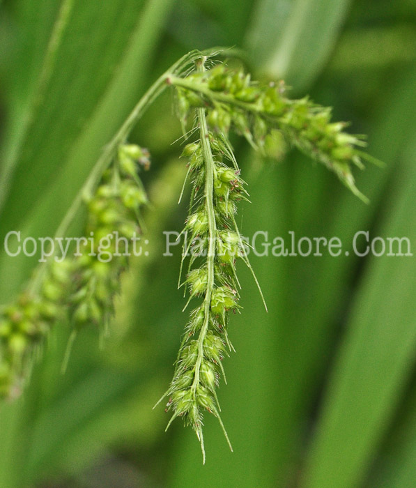 PGC-G-Echinochloa-crusgalli-aka-Barnyard-Grass-713-2