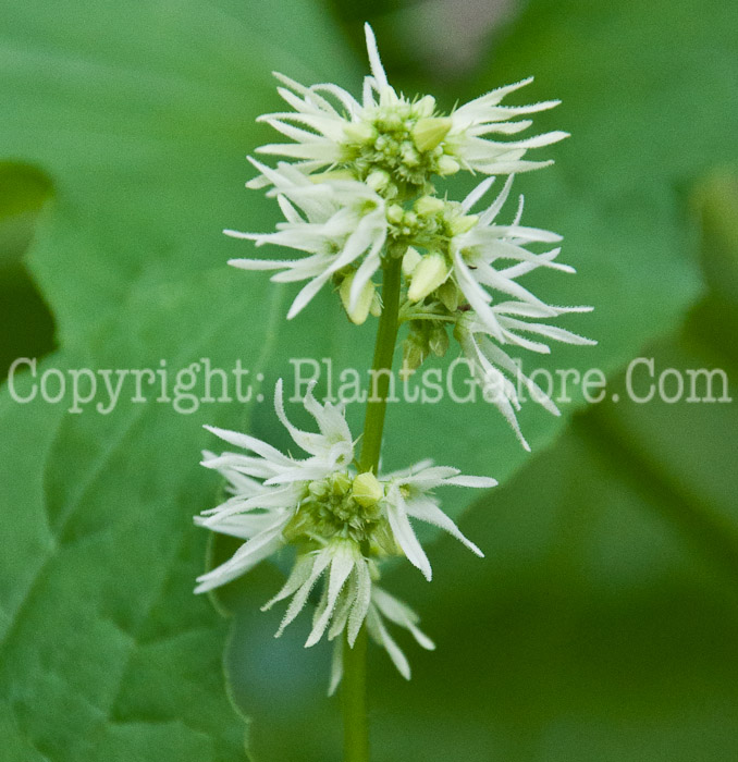 PGC-V-Echinocystis-lobata-aka-Wild-Cucumber-flower-3