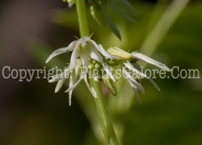 PGC-V-Echinocystis-lobata-aka-Wild-Cucumber-flower-4