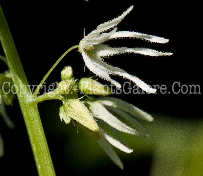 PGC-V-Echinocystis-lobata-aka-Wild-Cucumber-flower-5