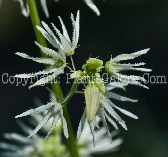 PGC-V-Echinocystis-lobata-aka-Wild-Cucumber-flower-7