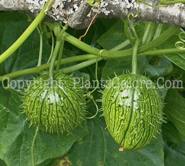 PGC-V-Echinocystis-lobata-aka-Wild-Cucumber-fruit-1